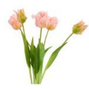Tulipani