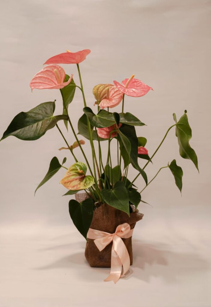 Pianta di anthurium