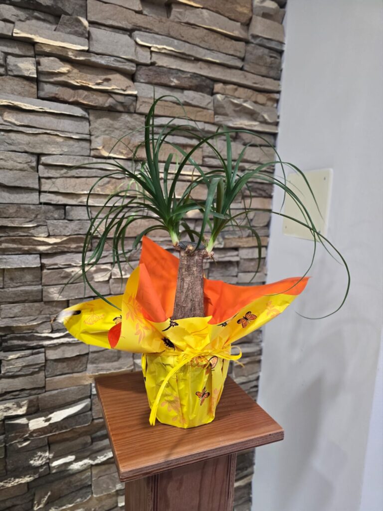 Beaucarnea