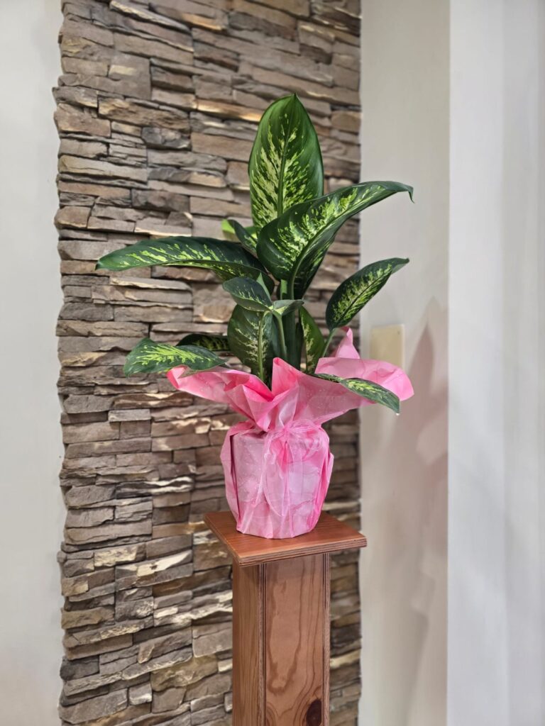 Dieffenbachia