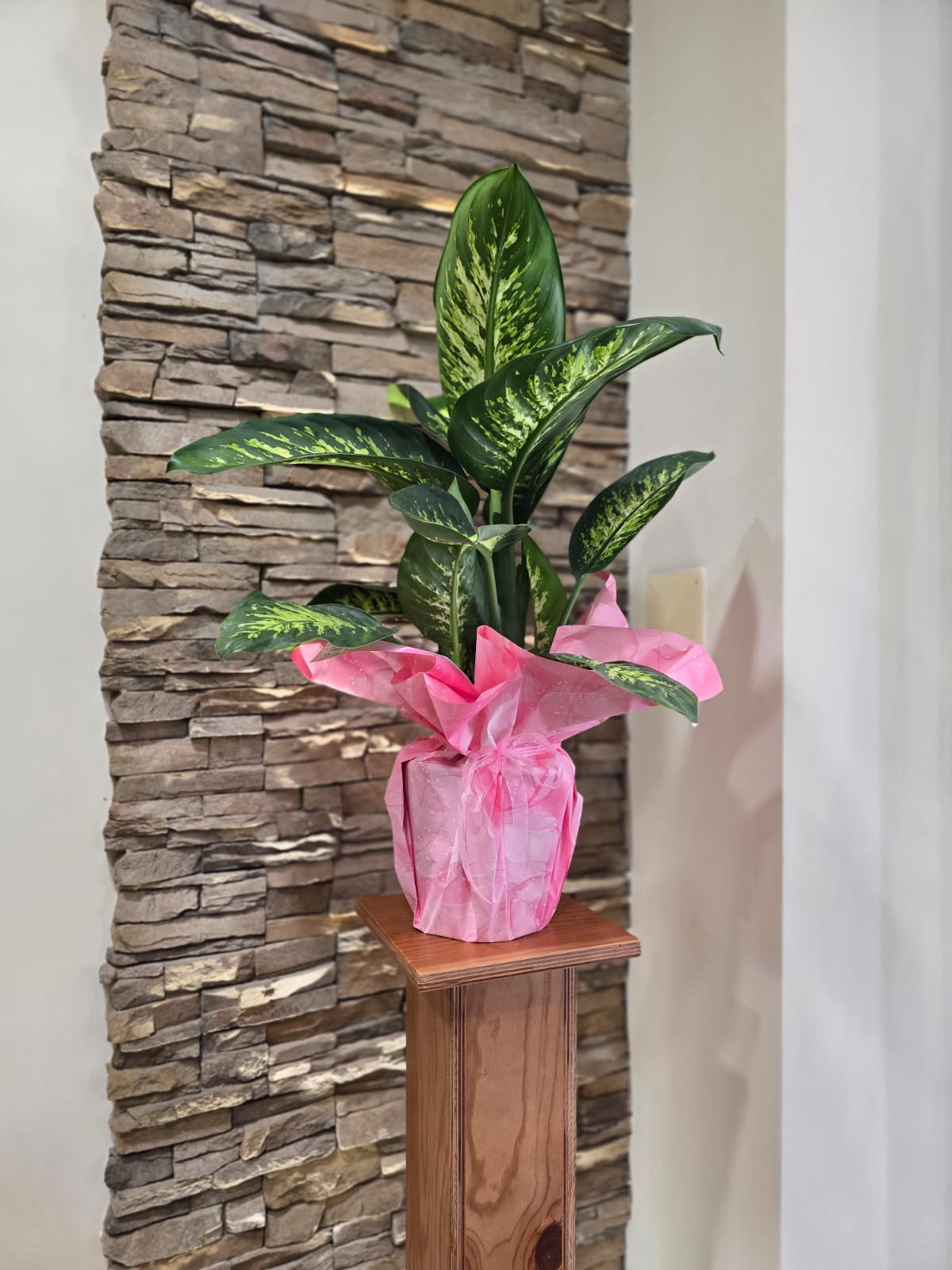 Dieffenbachia